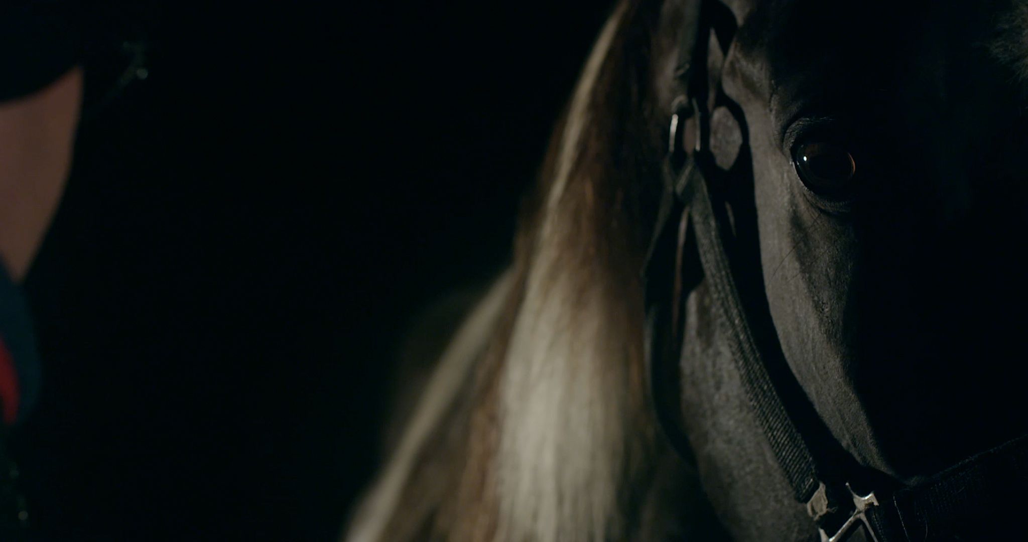 025 - Horse.jpg